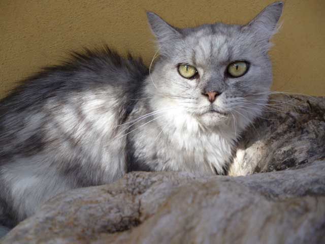prince1.jpg