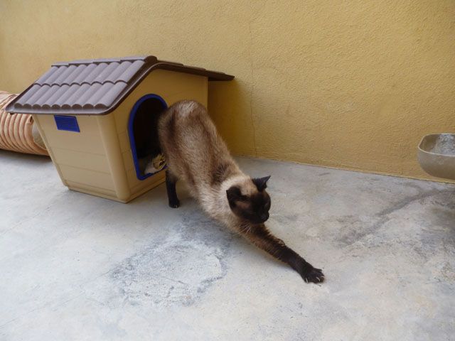 samba3.jpg