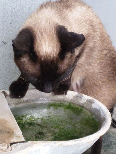 samba4.jpg