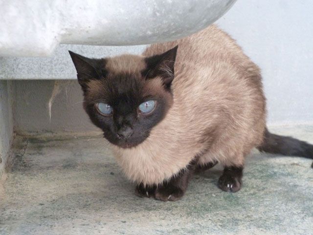 samba5.jpg