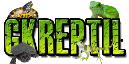 iguanas iguanas