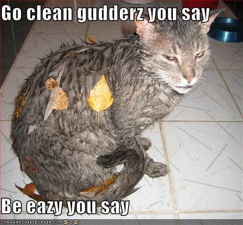 funny-pictures-wet-gutter-cat-leave.jpg