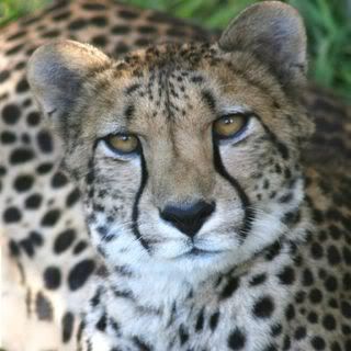 Cheetah1