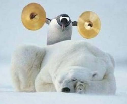 pinguino rompino Pictures, Images and Photos