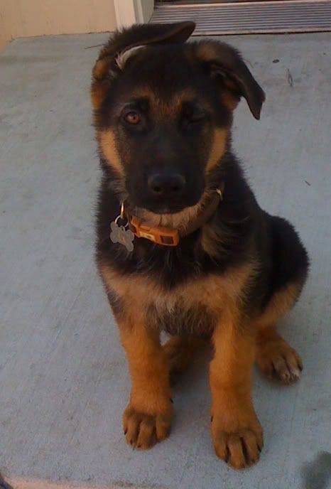 IMAGE: http://i262.photobucket.com/albums/ii82/scsuperfan/Jake/JakeSitting.jpg