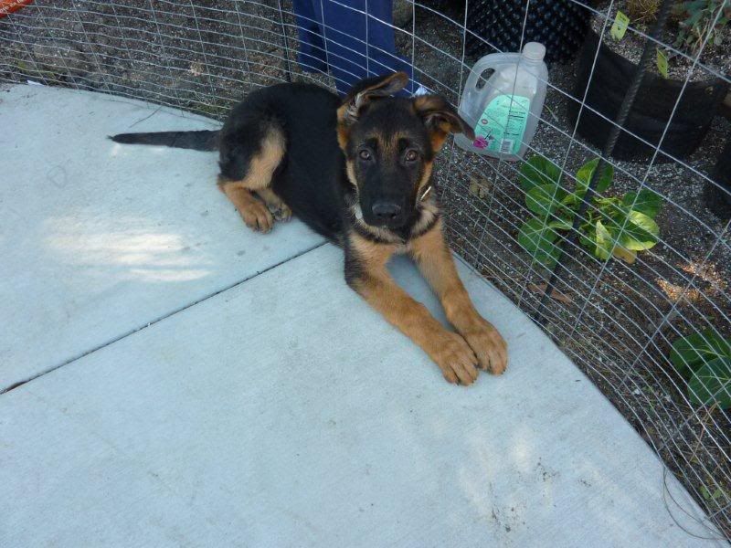 IMAGE: http://i262.photobucket.com/albums/ii82/scsuperfan/Jake/P1010846.jpg