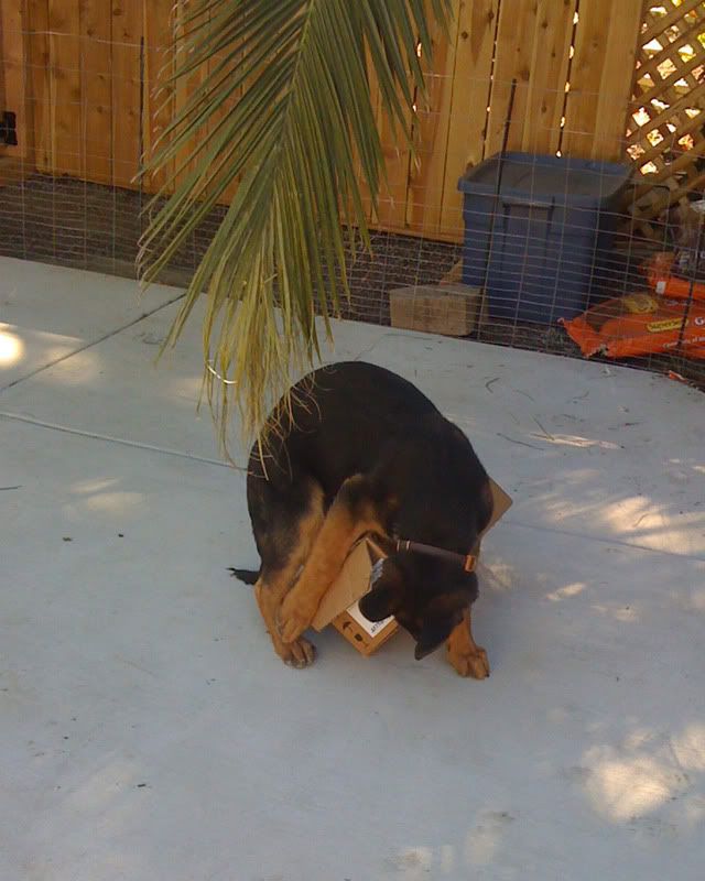 IMAGE: http://i262.photobucket.com/albums/ii82/scsuperfan/Jake/photo-2.jpg