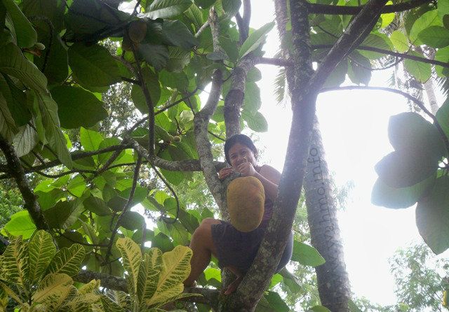 marang