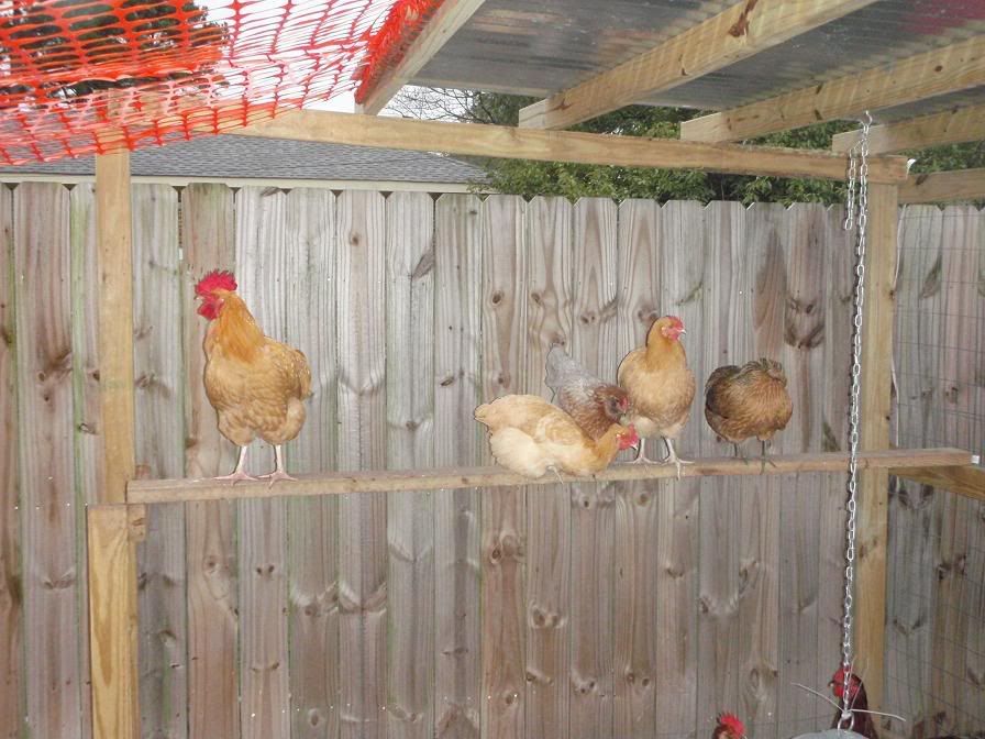 http://i262.photobucket.com/albums/ii85/fishsafari/Chickens007.jpg