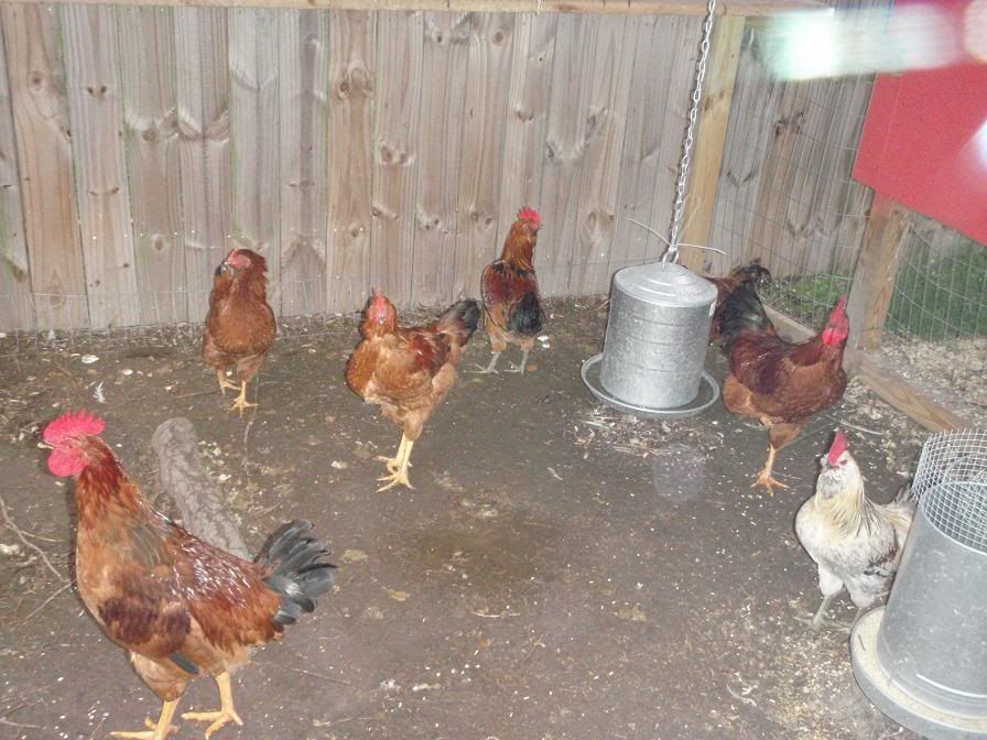 Virginia Beach, VA chicken laws BackYard Chickens Learn How to