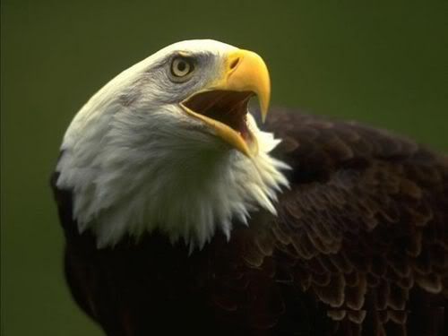 A aguia