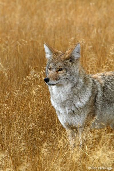 Coyote Pictures, Images and Photos