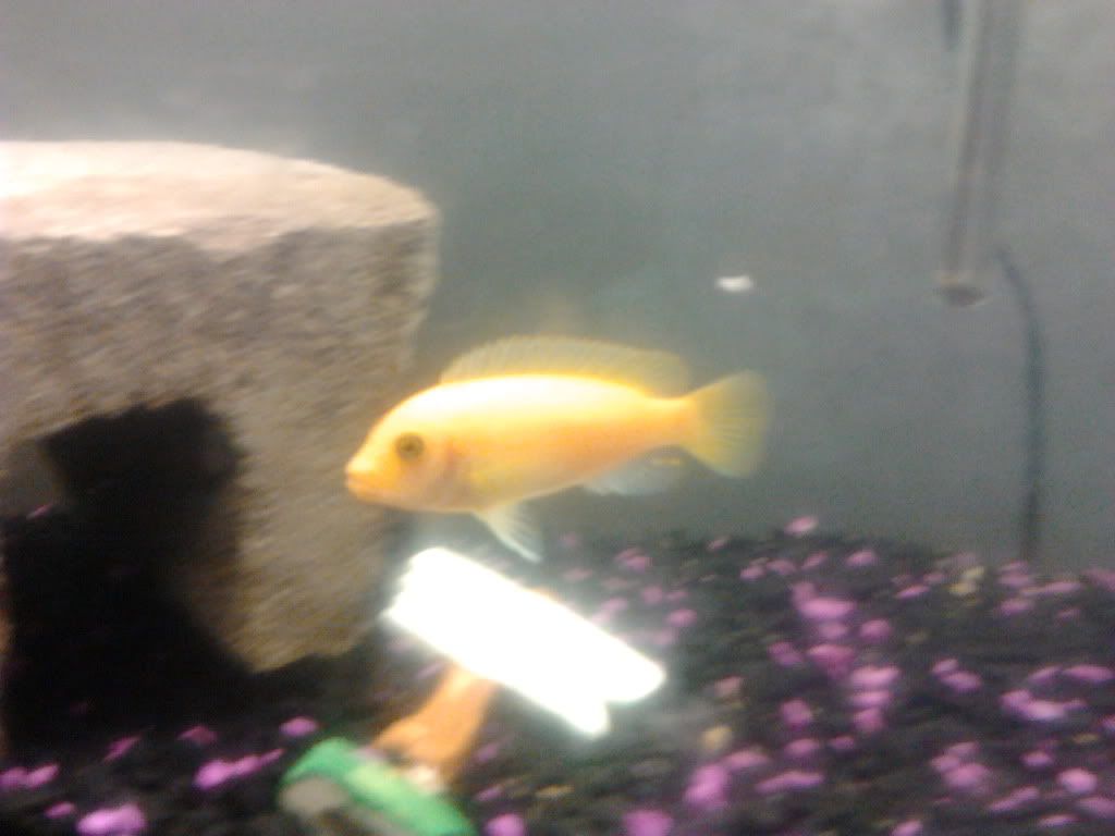 Cichlid-Forum • help sexing cichlids