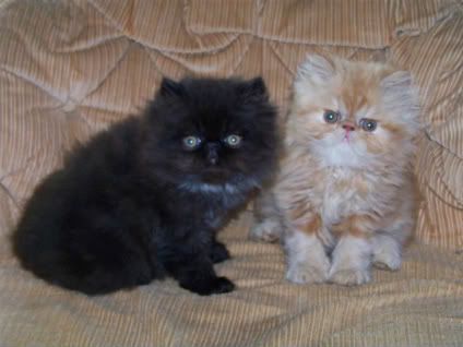our kittens