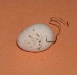 first egg