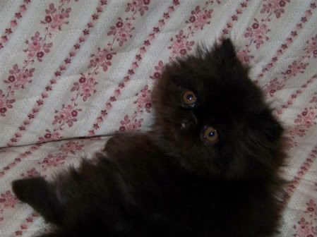 Black Male Persian Kitten For