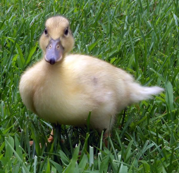 Call ducklings...what color are they? (NEW PICS PG. 2) Page 2