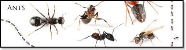 Ants Pictures, Images and Photos