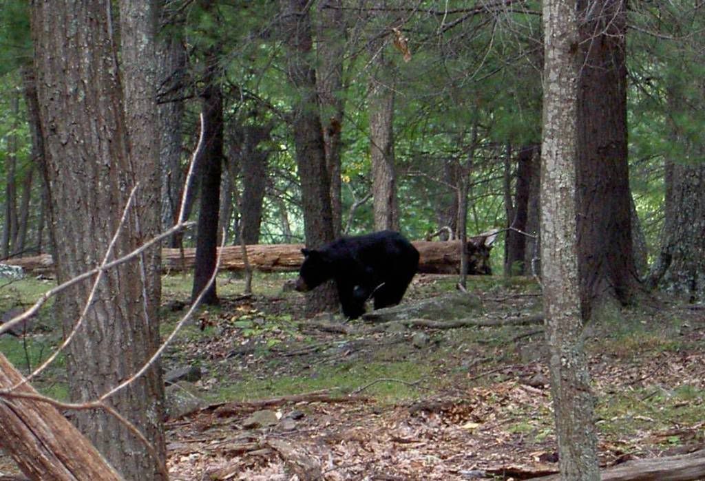 bear in appalahian photo: bear in the woods cropPICT2438.jpg