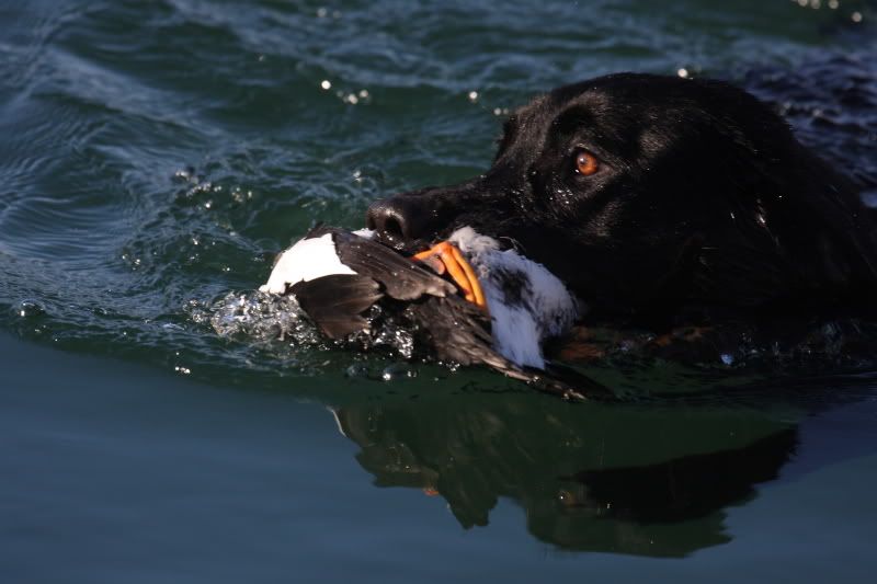 IMAGE: http://i262.photobucket.com/albums/ii97/perchhead/TealwithGoldeneye.jpg