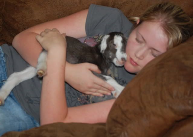 Goat pics! :) - Goats