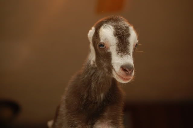 LaMancha question - Goats