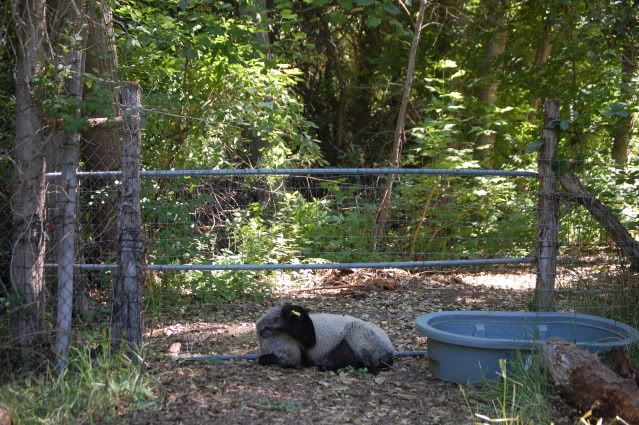 My new awesome setup! :D - Goats