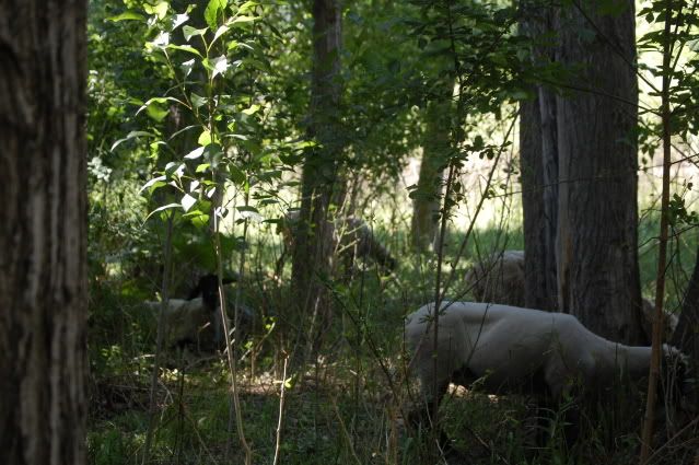 My new awesome setup! :D - Goats