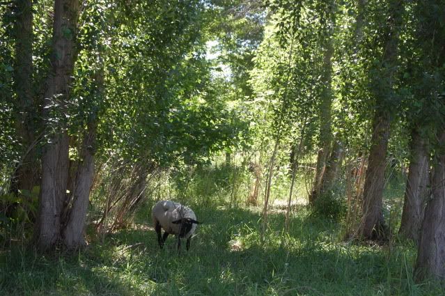 My new awesome setup! :D - Goats