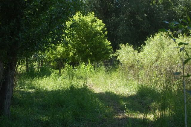 My new awesome setup! :D - Goats