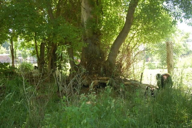 My new awesome setup! :D - Goats