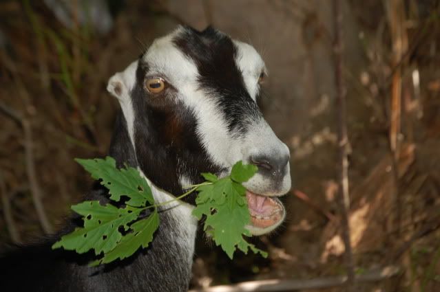 My new awesome setup! :D - Goats