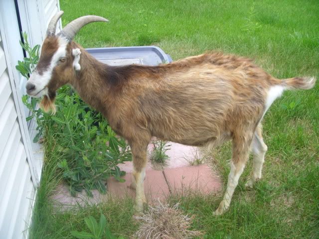 Amazing difference (before /after pics) treatment with TLC - Goats