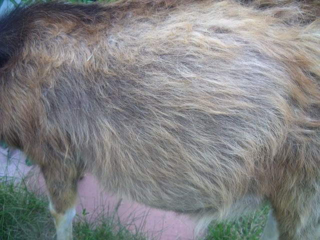 Amazing difference (before /after pics) treatment with TLC - Goats