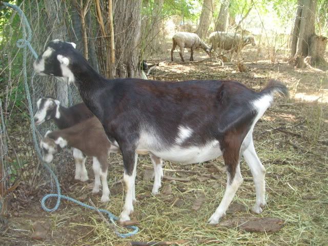 Rate My Goat - Goats