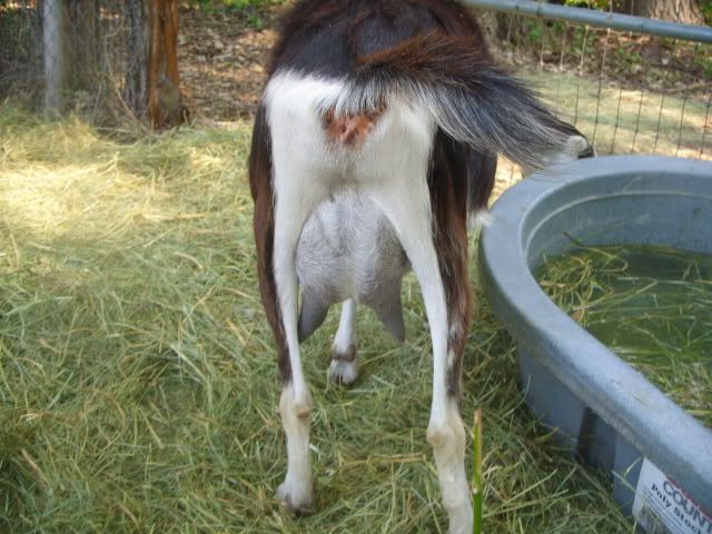 Rate My Goat - Goats