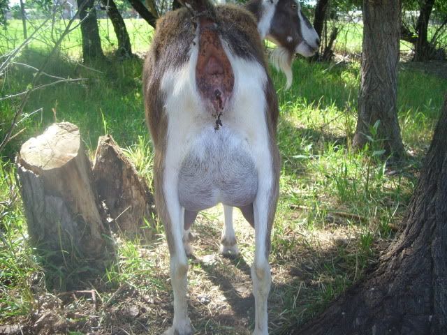 Rate My Goat - Goats