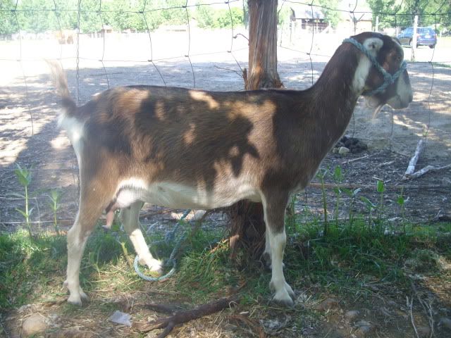 Rate My Goat - Goats