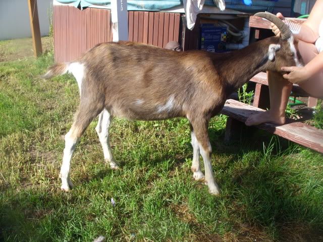 Amazing difference (before /after pics) treatment with TLC - Goats