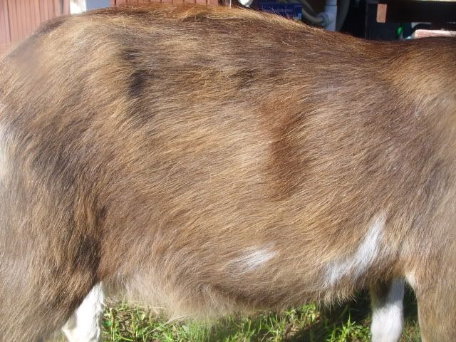 Amazing difference (before /after pics) treatment with TLC - Goats