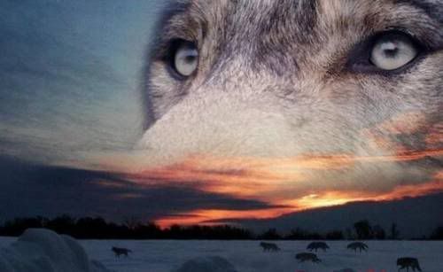 wolfs eyes Pictures, Images and Photos