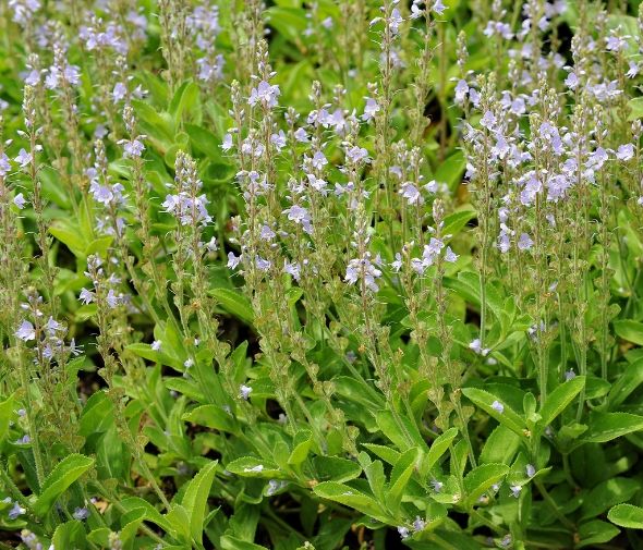 Veronica officinalis photo 8c6f3e74-772e-4487-9660-18950d0d6ad8.jpg