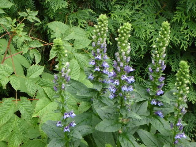 Lobelia siphilitica Pictures, Images and Photos