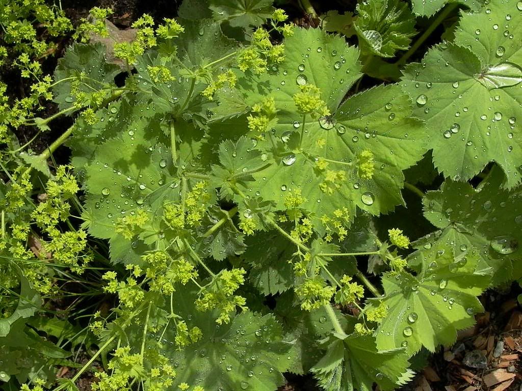 Lady's Mantle (Alchemilla vulgaris)