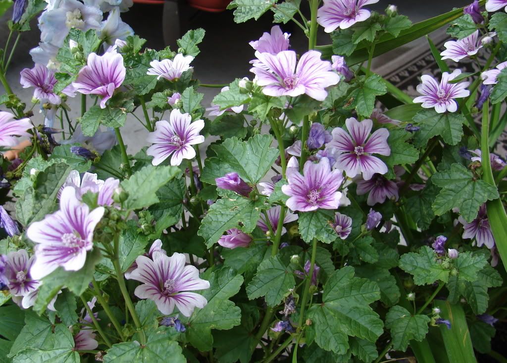 Marshmallow (Althaea officinalis)