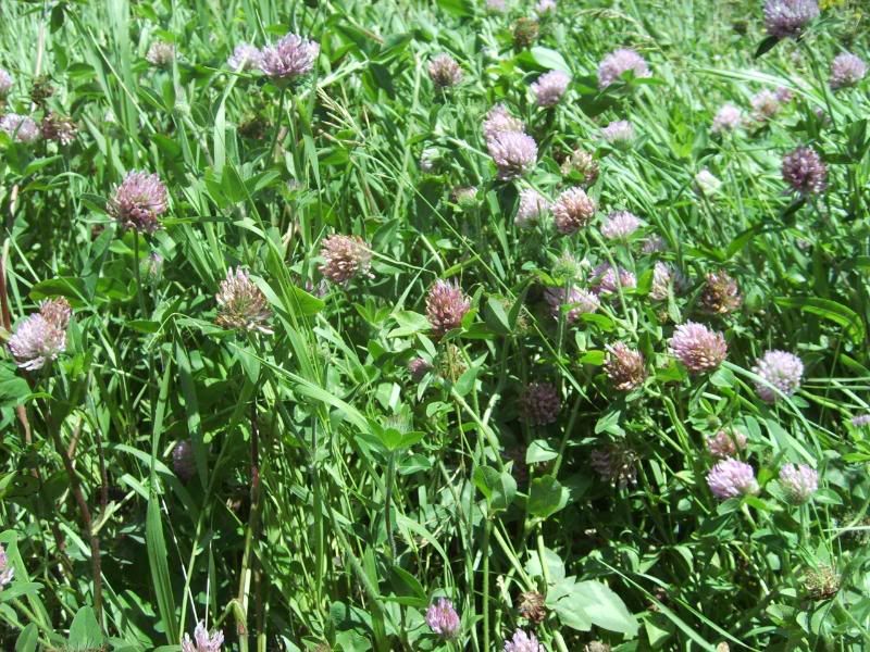 Red clover (Trifolium pratense)