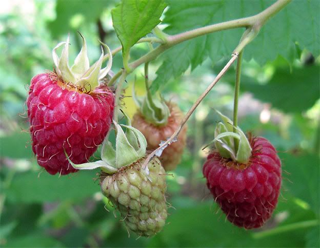 Raspberry (Rubus idaeus)