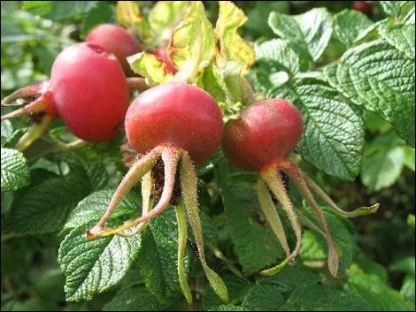 Rose Hips (Rosa) Pictures, Images and Photos
