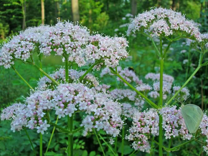 Valerian (Valeriana officinalis)