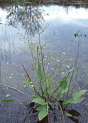 Water-plantain (Alisma plantago-aquatica) Pictures, Images and Photos
